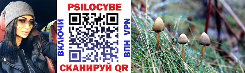 Псилоцибиновые грибы Psilocybe  Купить где  Москва 